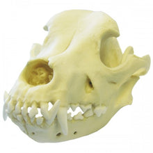 Load image into Gallery viewer, Pit Bull Dog Skull
