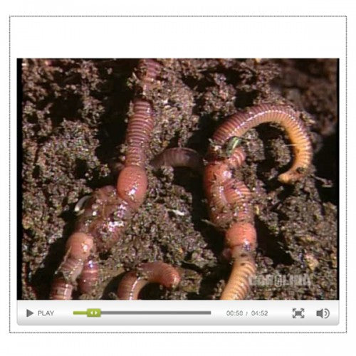Anatomy of the Earthworm – The Science Bank