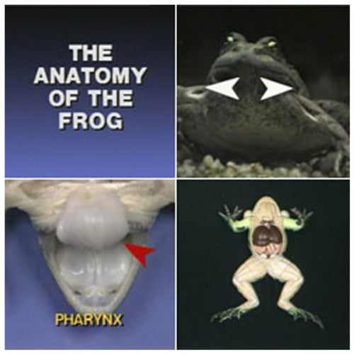Anatomy of the Frog