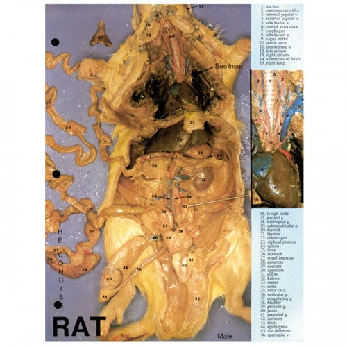 Concise Dissection Chart: Rat