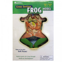 Load image into Gallery viewer, Cross Section Frog Model