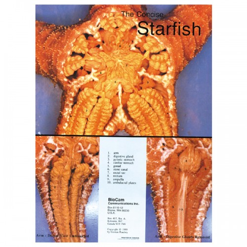 Concise Dissection Chart Starfish The Science Bank