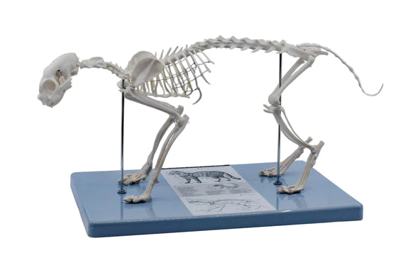 Cat Skeleton Model