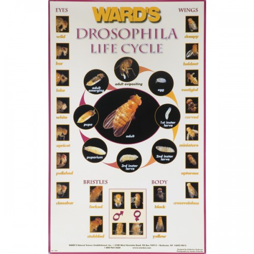 Drosophila Life Cycle Poster