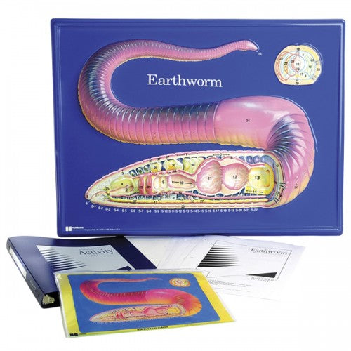 Earthworm Model Activity Set