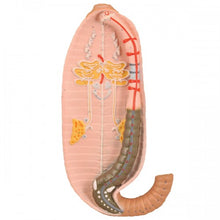 Load image into Gallery viewer, Eisco Earthworm Model