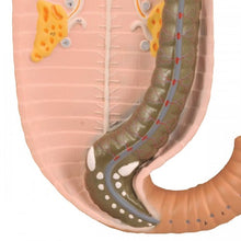 Load image into Gallery viewer, Eisco Earthworm Model