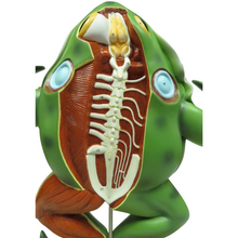Load image into Gallery viewer, Eisco Bull Frog Model