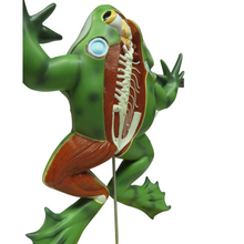 Load image into Gallery viewer, Eisco Bull Frog Model