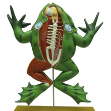 Load image into Gallery viewer, Eisco Bull Frog Model