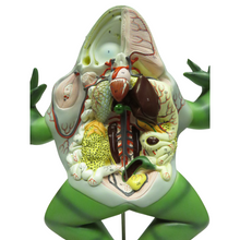 Load image into Gallery viewer, Eisco Bull Frog Model