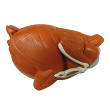 Load image into Gallery viewer, Eisco Hen Model