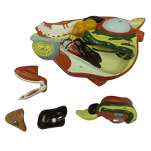 Load image into Gallery viewer, Eisco Hen Model