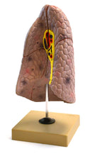 Load image into Gallery viewer, Eisco Human Right Lung Model
