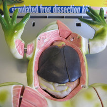 Load image into Gallery viewer, Frog Dissection Kit