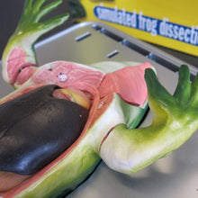 Load image into Gallery viewer, Frog Dissection Kit
