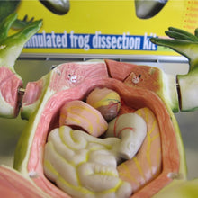 Load image into Gallery viewer, Frog Dissection Kit