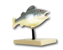 Load image into Gallery viewer, Eisco Fish Model