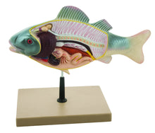 Load image into Gallery viewer, Eisco Fish Model