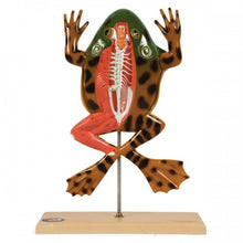 Load image into Gallery viewer, Great American Bullfrog