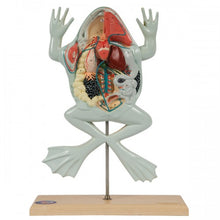 Load image into Gallery viewer, Great American Bullfrog