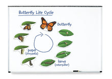 Load image into Gallery viewer, Giant Magnetic Butterfly Life Cycle
