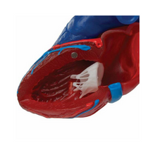 Load image into Gallery viewer, Heart: Heart Model 5-Part