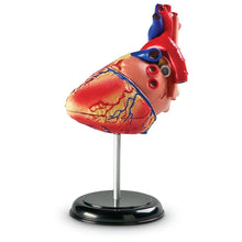 Load image into Gallery viewer, Human Heart Anatomy Model
