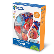 Load image into Gallery viewer, Human Heart Anatomy Model
