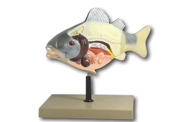 Eisco Fish Model