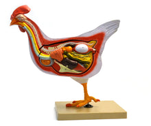 Load image into Gallery viewer, Eisco Hen Model