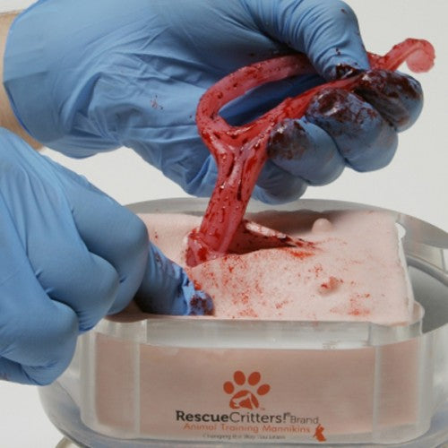 Canine Ovariohysterectomy (Spay) Model