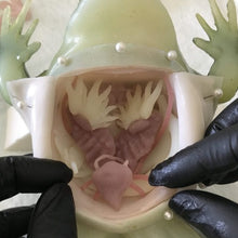 Load image into Gallery viewer, Rescue Critters Realistic Frog Dissection Model