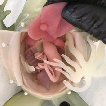 Load image into Gallery viewer, Rescue Critters Realistic Frog Dissection Model