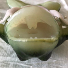 Load image into Gallery viewer, Rescue Critters Realistic Frog Dissection Model