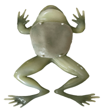 Load image into Gallery viewer, Rescue Critters Realistic Frog Dissection Model