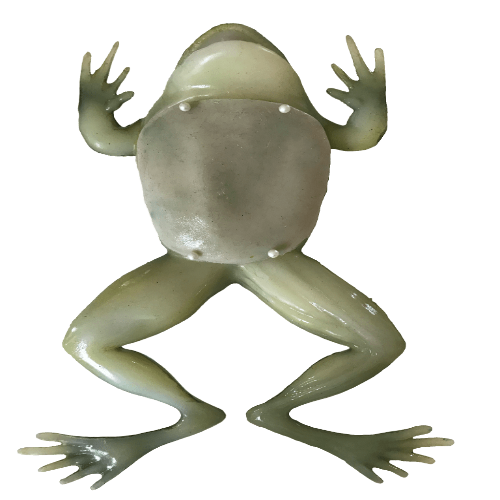Rescue Critters Realistic Frog Dissection Model