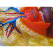 Load image into Gallery viewer, Realistic Rat Model