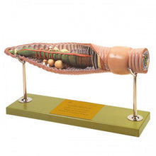 Load image into Gallery viewer, Somso Earthworm Model