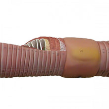 Load image into Gallery viewer, Somso Earthworm Model