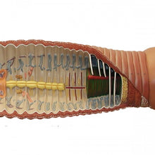 Load image into Gallery viewer, Somso Earthworm Model