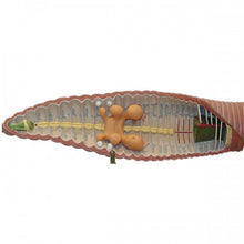 Load image into Gallery viewer, Somso Earthworm Model