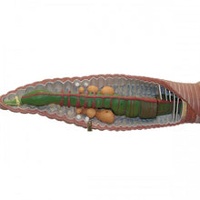 Load image into Gallery viewer, Somso Earthworm Model