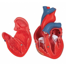 Load image into Gallery viewer, Anatomical Heart Model
