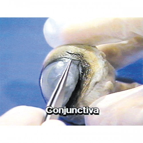 Dissection and Anatomy of the Cow Eye