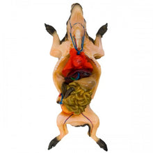 Load image into Gallery viewer, Ward's Fetal Pig Model