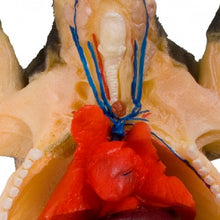 Load image into Gallery viewer, Ward&#39;s Fetal Pig Model
