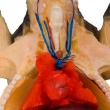 Load image into Gallery viewer, Ward's Fetal Pig Model