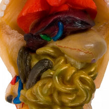 Load image into Gallery viewer, Ward's Fetal Pig Model