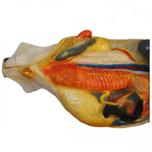 Load image into Gallery viewer, Pregnant Shark Model